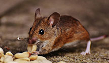 24 Hour & Emergency Exterminators in West Reading, PA
